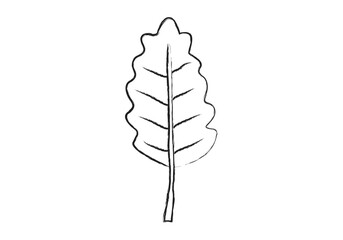 Hoja de árbol con puntas curvas dibujada con trazado de lápiz negro 