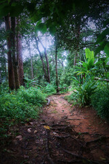 A forest path with a lot of trees and plants