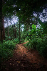 A path through a forest with trees and plants