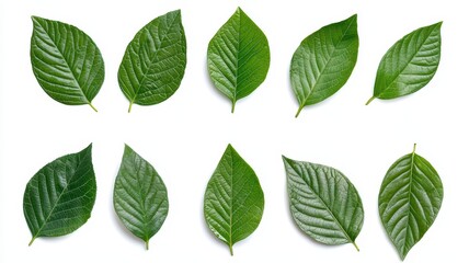 Fototapeta premium An array of various green leaves showcasing different shapes and textures arranged in a neat grid.