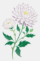 Chrysanthemum Branch with Flowers Vector on White Background in Detailed Floral Design