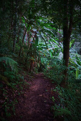 A path through a forest with a lot of trees and plants