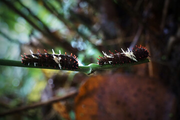 Two caterpillars are on a leaf