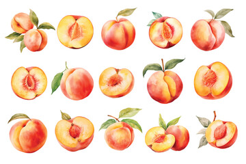 Watercolor peach tropical fruits hand drawn illustration set on white background