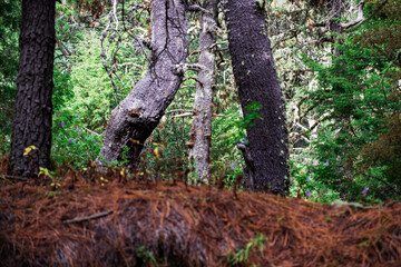 tree in the forest