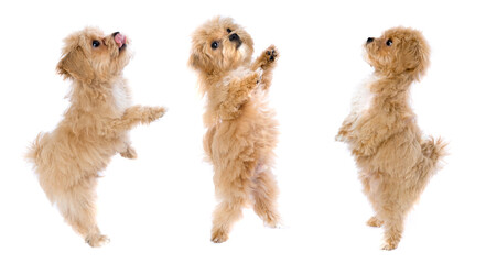 Isolated maltipoo puppy dancing poses
