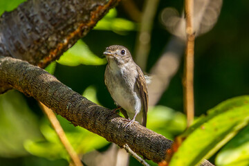 枝にとまるコサメビタキ