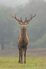 Deer in the meadow. Deer rut. Wild nature.