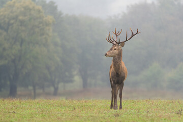 Deer in the meadow. Deer rut. Wild nature. © Stanislav