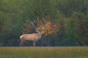Deer in the meadow. Deer rut. Wild nature.