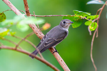 枝にとまるコサメビタキ