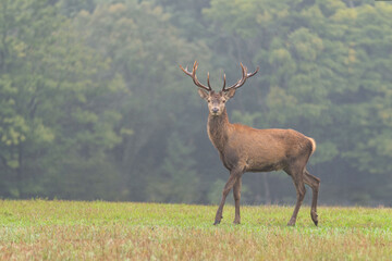 Deer in the meadow. Deer rut. Wild nature.