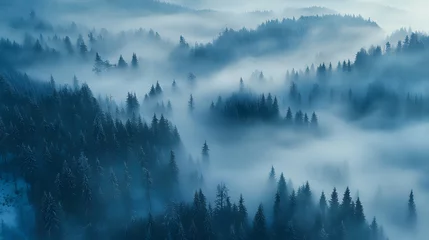 Misty Forest Landscape   Aerial View of Pine Trees in Fog