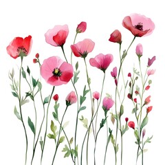 Watercolor Pink Poppy Flowers and Green Foliage on White Background