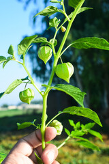 Physalis minima tree, Hogweed, Ground Cherry on tree, Pygmy ground cherry fruit. Scientific name...