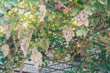 large bunches of white grapes