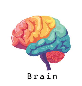 Brain, vector illustration, flat design, human brain, vibrant color palette, rainbow