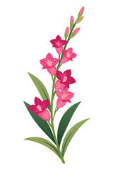 Gladiolus Branch With Flowers Vector Illustration On White Background