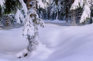 A peaceful forest blanketed in fresh snow, showcasing towering trees adorned with delicate frost amid the soft morning light.