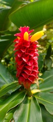 selective focus ornamental plant costus barbatus suitable for mobile phone wallpaper