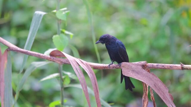 Black drongo