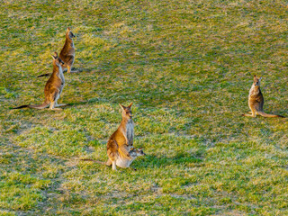 The Kangaroos of Australia in Kosciuszko National Park, Wildlife