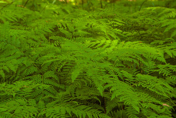 Verdant fern paradise in the Finnish wilderness. Close-up of luxuriant fern fronds showcasing nature's intricate beauty.