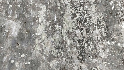 Fototapeta premium moldy and mossy walls
