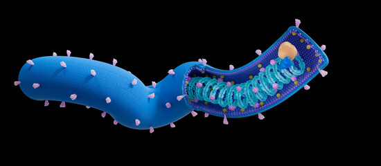 Marburg virus (MARV) structure. The Marburgvirus is of the Filoviridae family and causes the Marburg virus disease. 3d illustration.