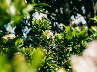 Flower and foliage