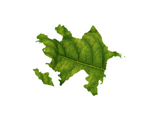 Azerbaijan map made of green leaves, concept ecology Map green leaf on white background
