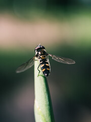 Insect on a plant