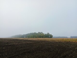 Afforestation from the line of trees that separates the fields. Morning fog on a field with afforestation.