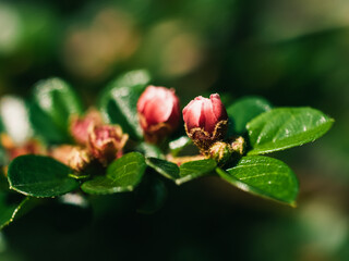 Red flowers in the garden