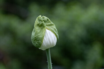 white poppy flower