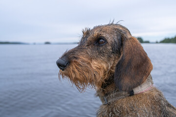 portrait of a dog