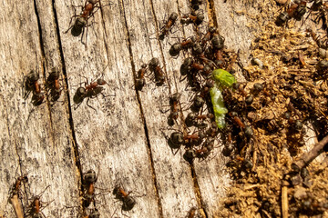 ants on the tree