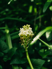 Spring flowers in the garden