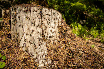 stump in the forest with ants