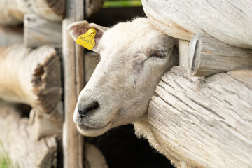 portrait of a white lamb close up