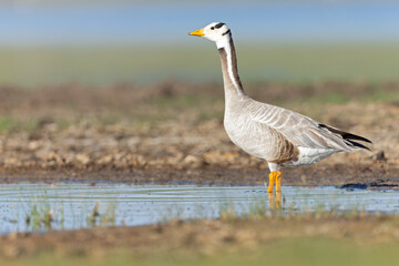 Bar-headed goose (Anser indicus) at waters edge.