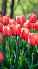 Fototapeta premium Blooming pink tulips in a vibrant field during springtime sunshine