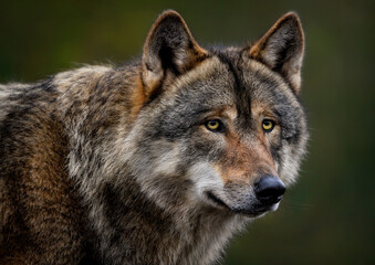 A close up of a Grey Wolf (Gray Wolf) 