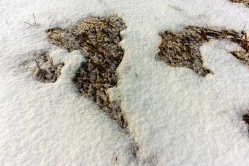 Fresh Snow Blanketing the Ground With Visible Grass Patches in Winter