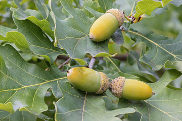 Oak acorns nesting on the green leaves of the tree.