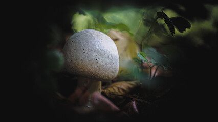 Herbst