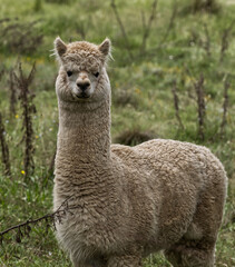 Fototapeta premium Alpaca NSW P1004086