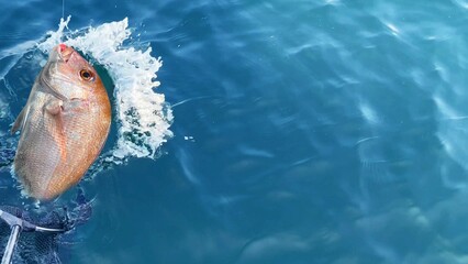 海釣り　釣れた真鯛をタモですくう