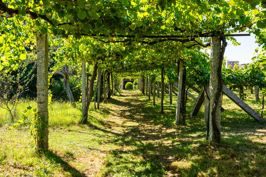Vineyards hanging from vertical structures that produce the white wine of Cambados in Galicia, Spain