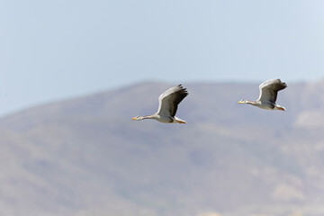Bar-headed goose (Anser indicus) in flight